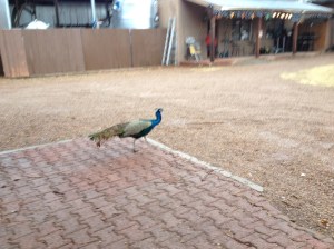 Village of Elgin (10)